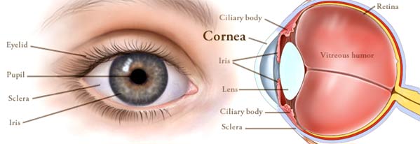 what-is-the-cornea
